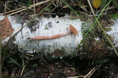 Laccaria laccata