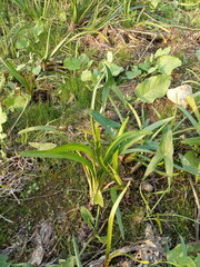 Sagittaria sagittifolia