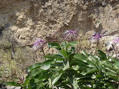 Capparidastrum petiolare