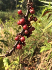 Doliocarpus