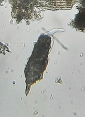 Cylindrifflugia acuminata