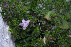 Rhodothamnus chamaecistus