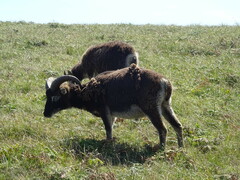Ovis aries