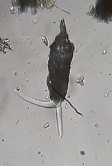 Cylindrifflugia acuminata