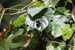 Palla
