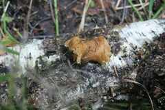 Tricholoma fulvum