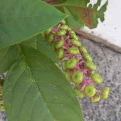 Phytolacca americana
