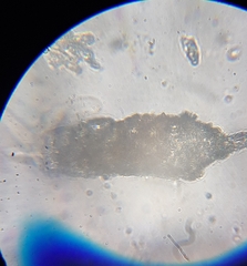 Cylindrifflugia acuminata