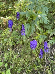 Aconitum degenii