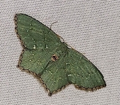 Chloropteryx tepperaria