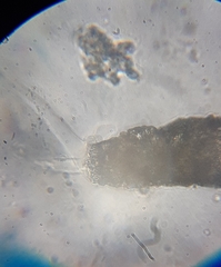 Cylindrifflugia acuminata