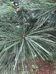 Pinus nigra
