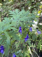 Aconitum degenii