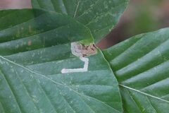 Stigmella hemargyrella