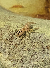 Hentzia mitrata