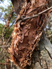 Doliocarpus