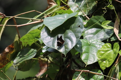 Palla
