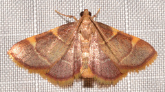 Hypsopygia olinalis