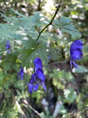 Aconitum degenii