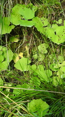 Juncus