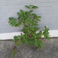 Phytolacca americana