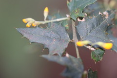 Podolobium ilicifolium