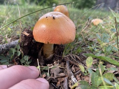 Amanita