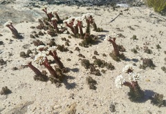 Crassula alpestris