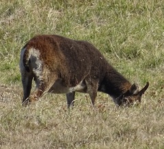 Ovis aries