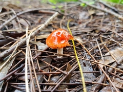 Leratiomyces ceres
