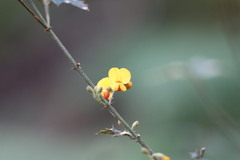 Podolobium ilicifolium