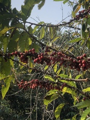 Doliocarpus