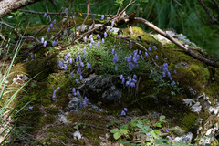 Campanula cochleariifolia