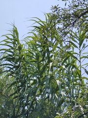 Arundo donax