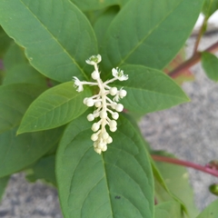 Phytolacca americana