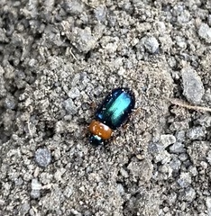 Gastrophysa polygoni