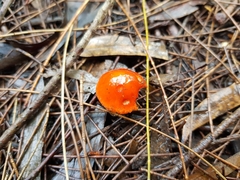 Leratiomyces ceres