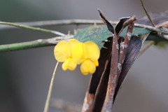 Podolobium ilicifolium