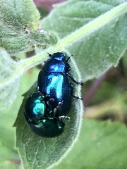 Chrysolina
