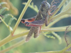 Melanoplus sanguinipes
