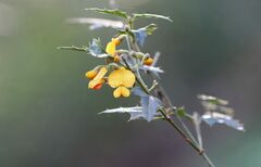 Podolobium ilicifolium