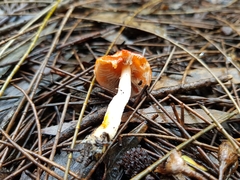 Leratiomyces ceres