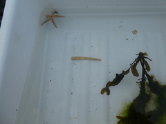 Scaphopoda