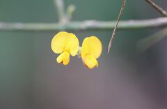 Podolobium ilicifolium