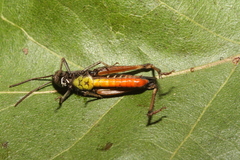 Omocestus rufipes