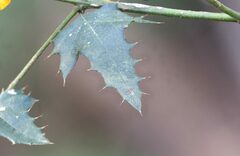 Podolobium ilicifolium