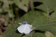 Pieris napi