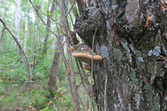 Phellinus nigricans