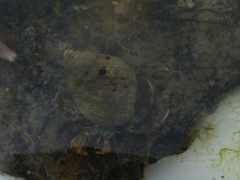 Pagurus bernhardus