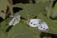 Pieris napi